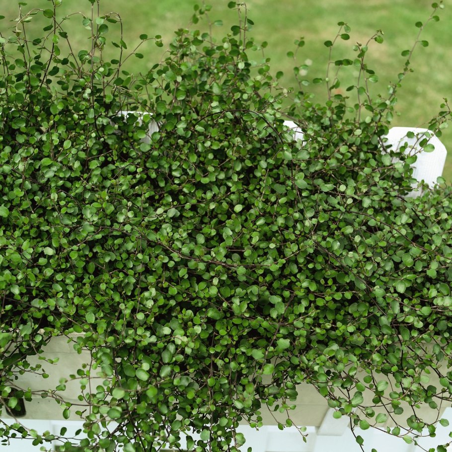 Мюленбекия аксиларис