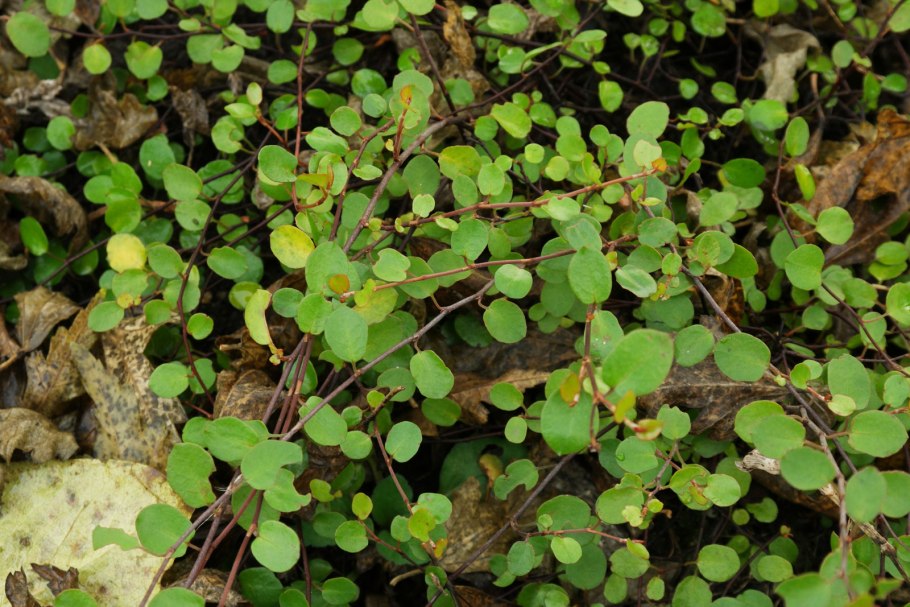Мюленбекия плосковеточная