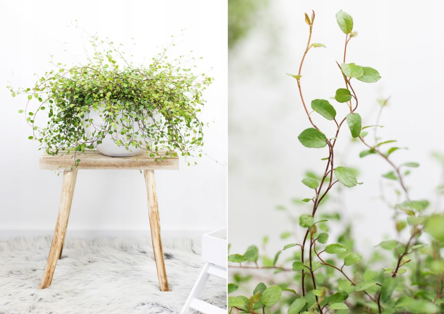 Мюленбекия волосистая