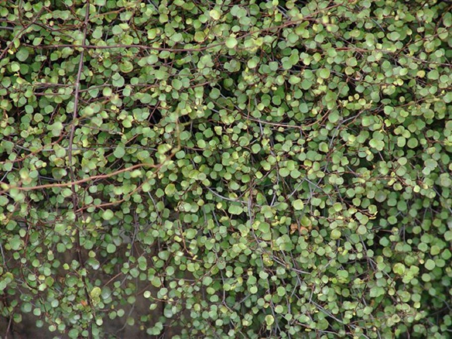 Мюленбекия ампельная