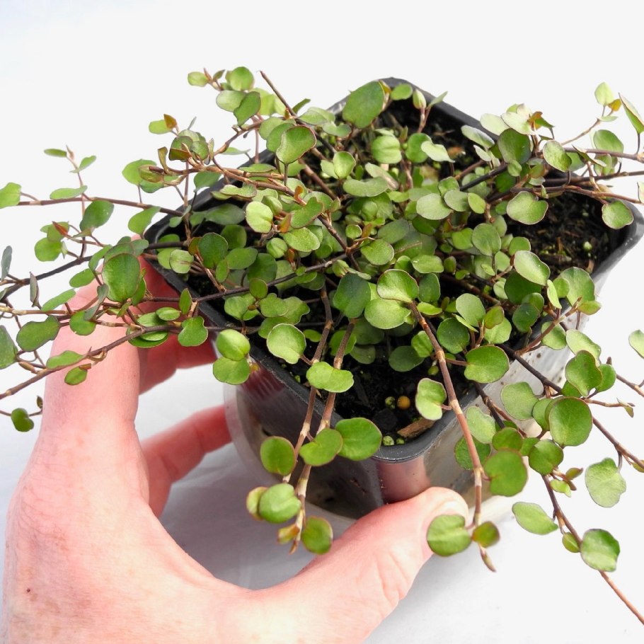 Мюленбекия полив