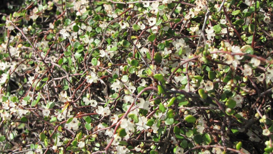 Мюленбекия 'complexa