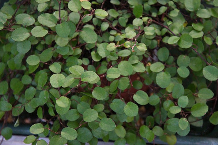 Muehlenbeckia astonii