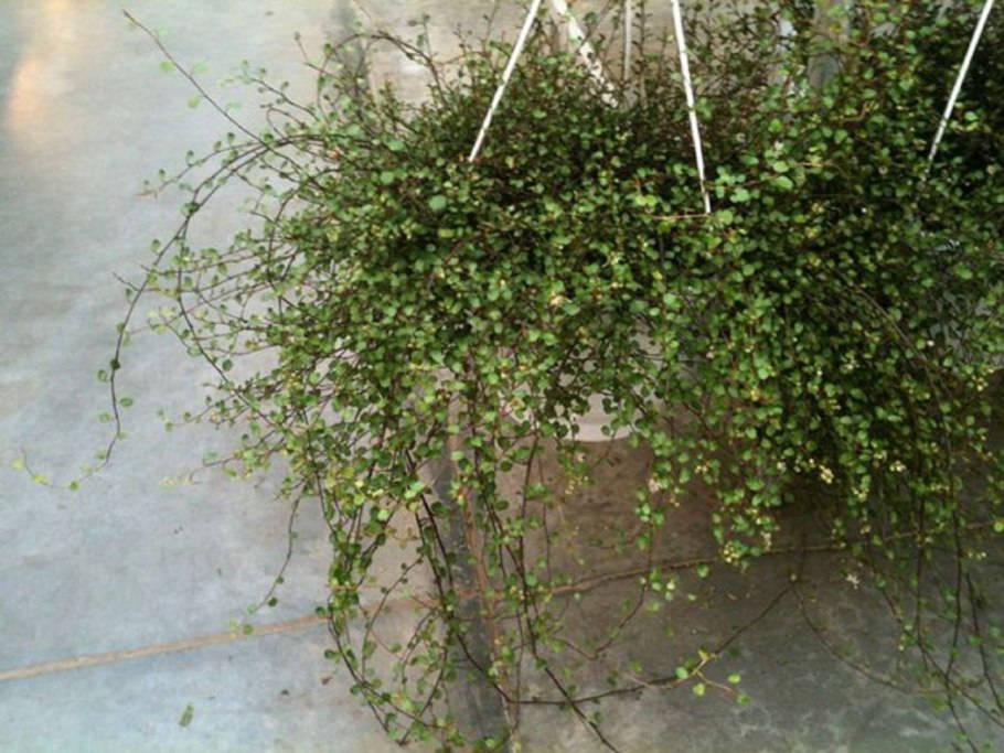 Мюленбекия растёт