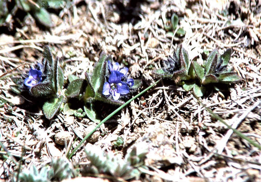 Эрика реснитчатая