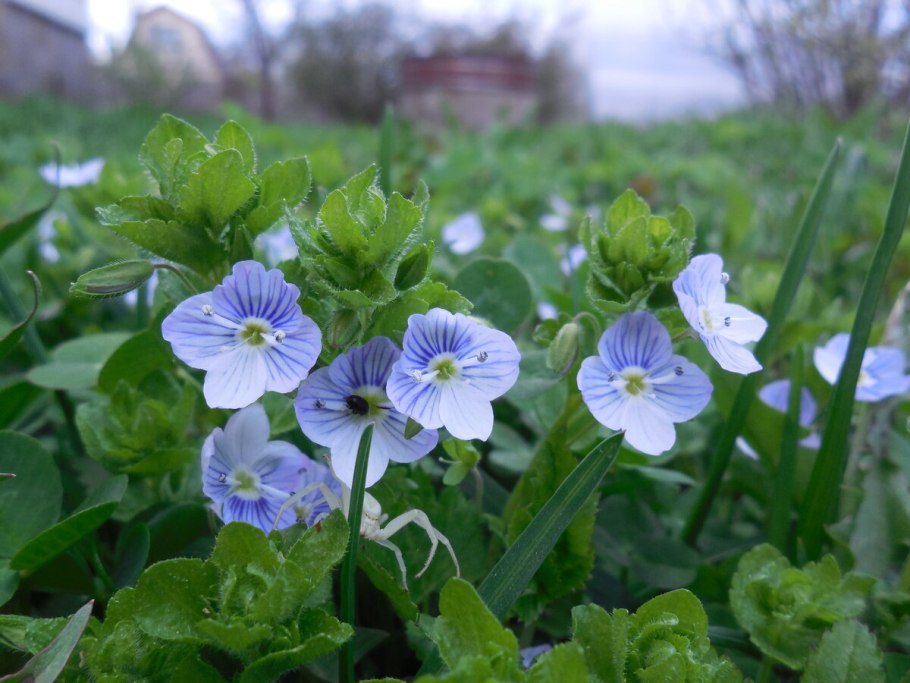 Вероника Пашенная