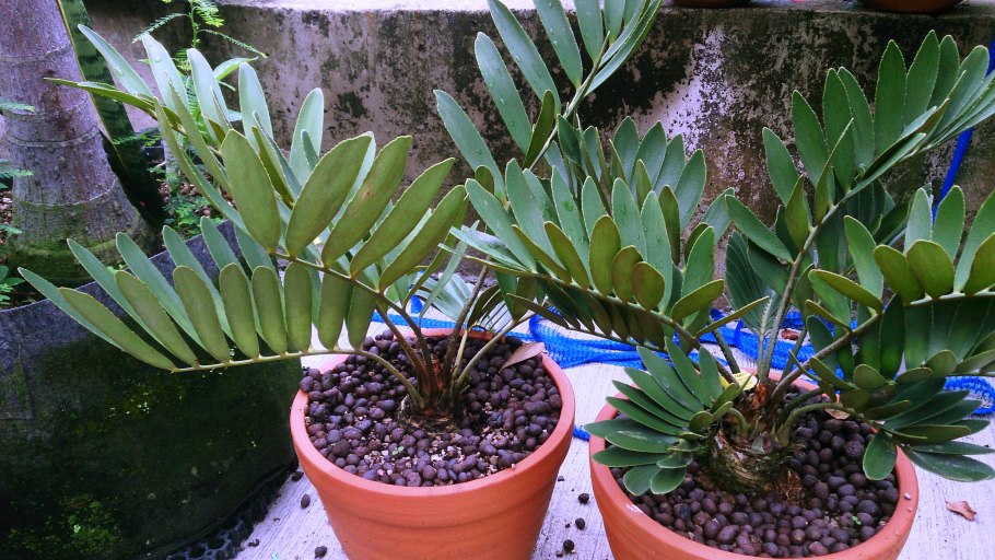 Zamia furfuracea