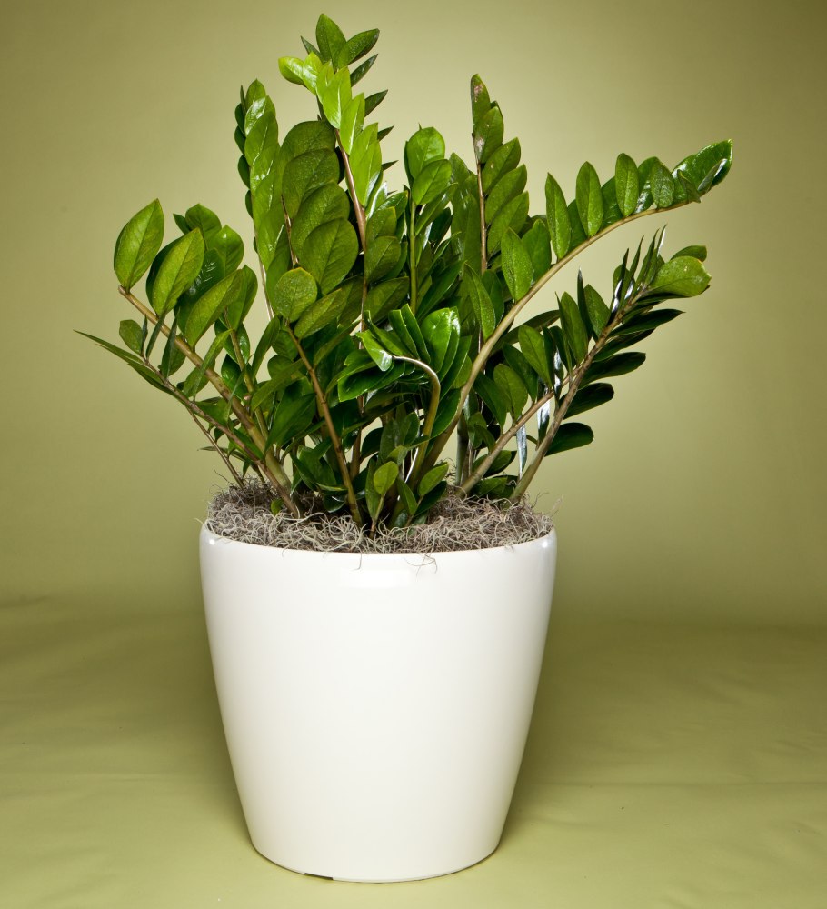 Zamia Lehmanni