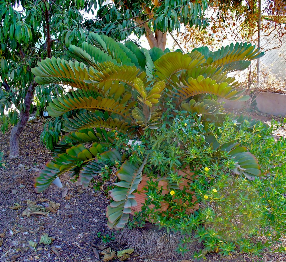 Zamia pygmaea