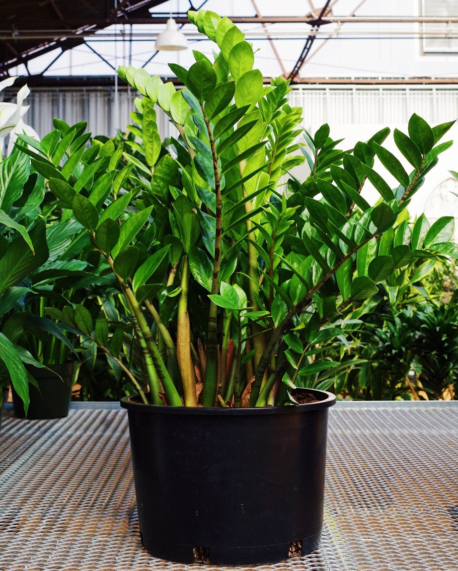 Zamia furfuracea