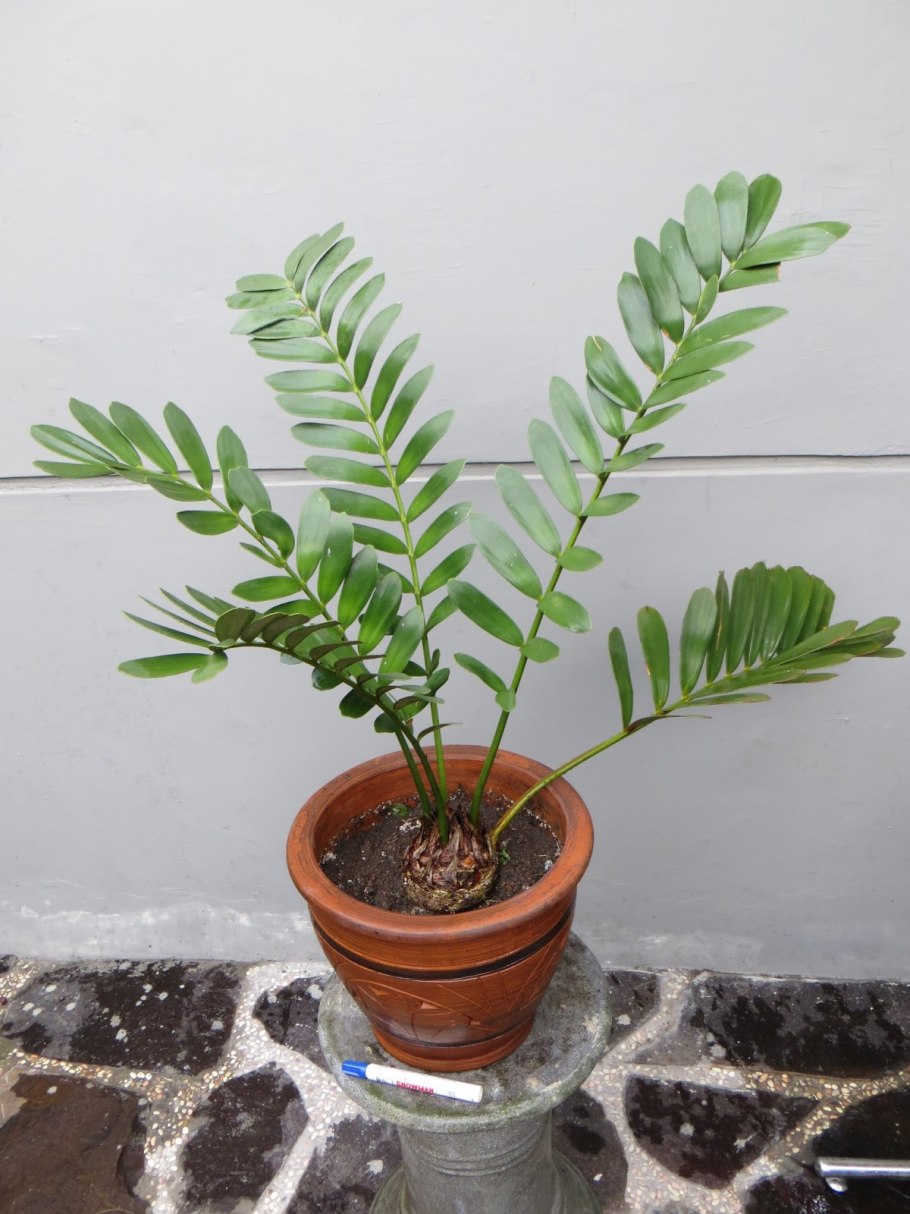 Zamia furfuracea