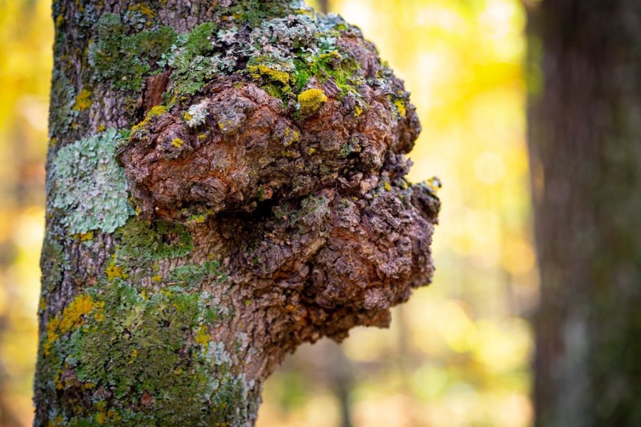 Мхи в деревьев берёза