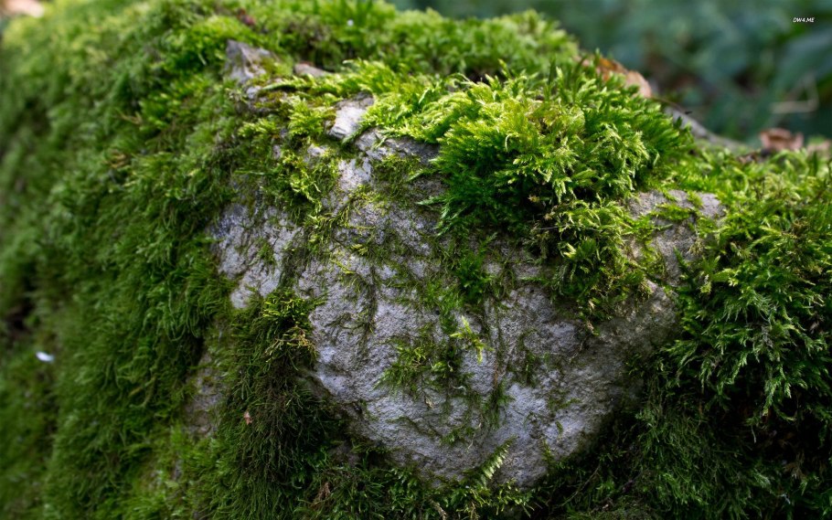 Камень со мхом
