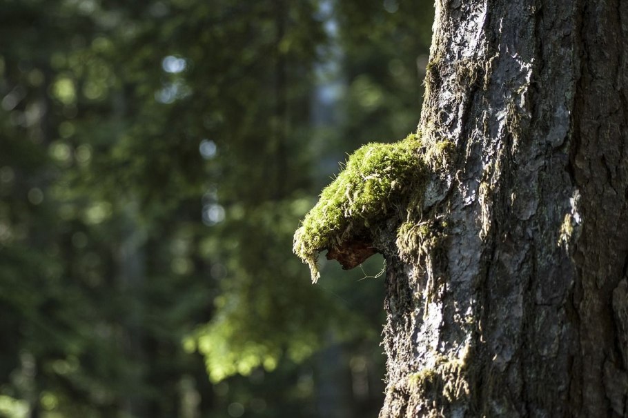 Елка со мхом