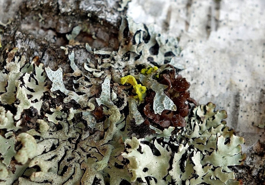 Водоросли на коре деревьев фото с названиями