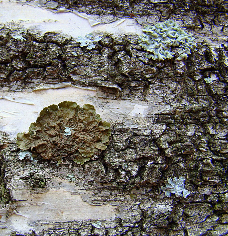 Грибы на хвойных деревьях