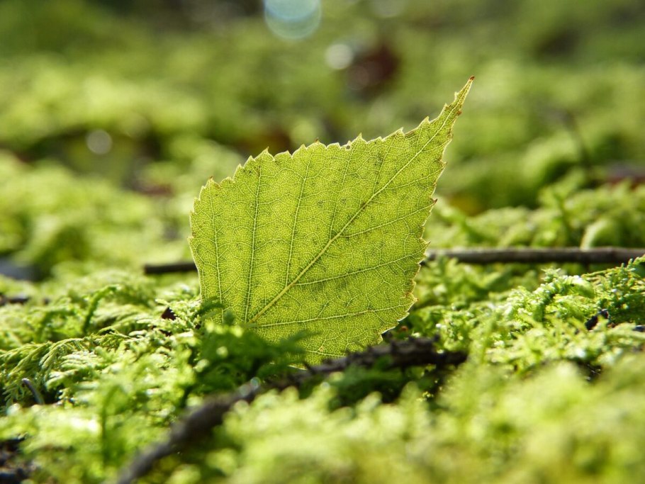 Мхи и лишайники на коре ориентирование