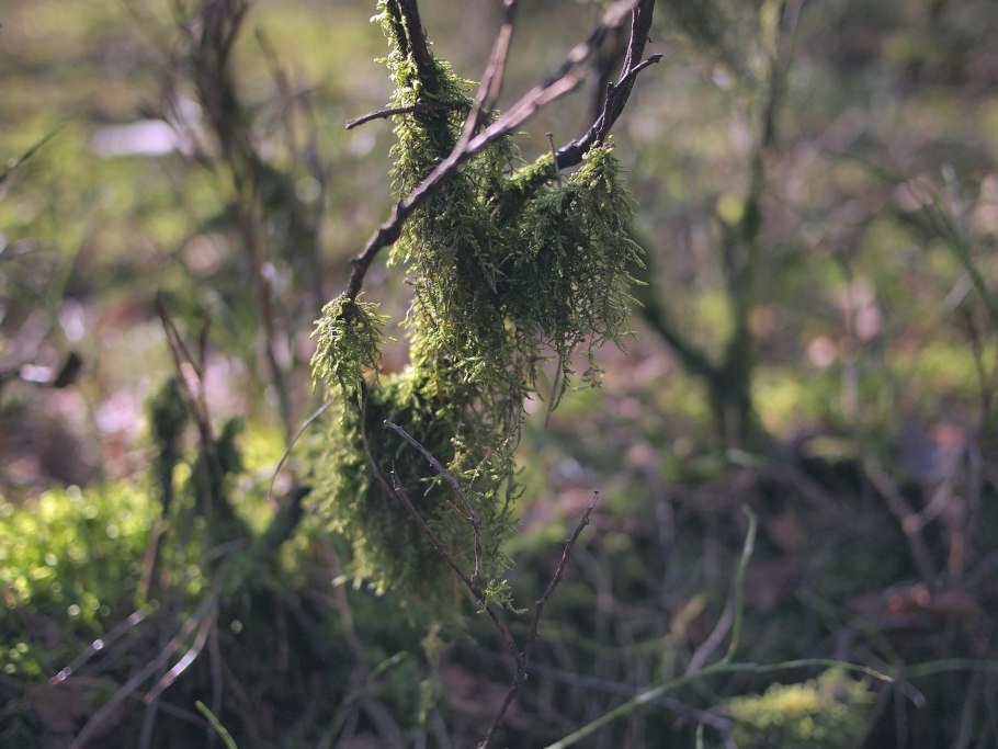 Лишайник на сосне