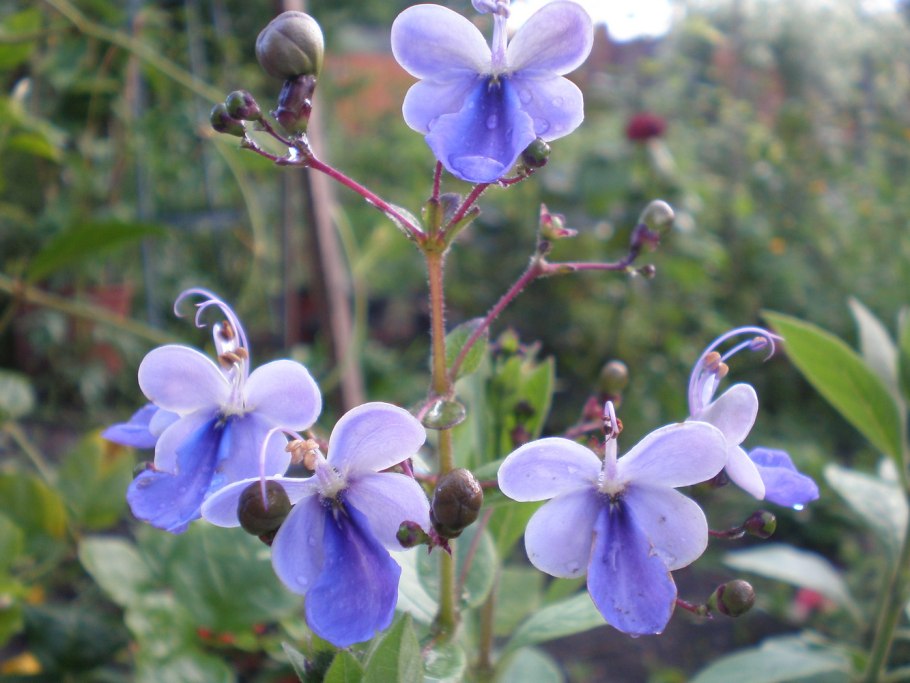 Клеродендрум угандийский (Clerodendrum ugandense)