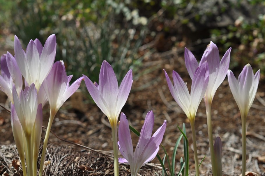 Безвременник осенний