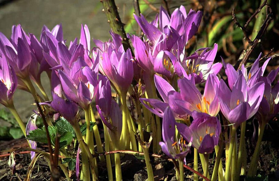 Крокус осенний безвременник