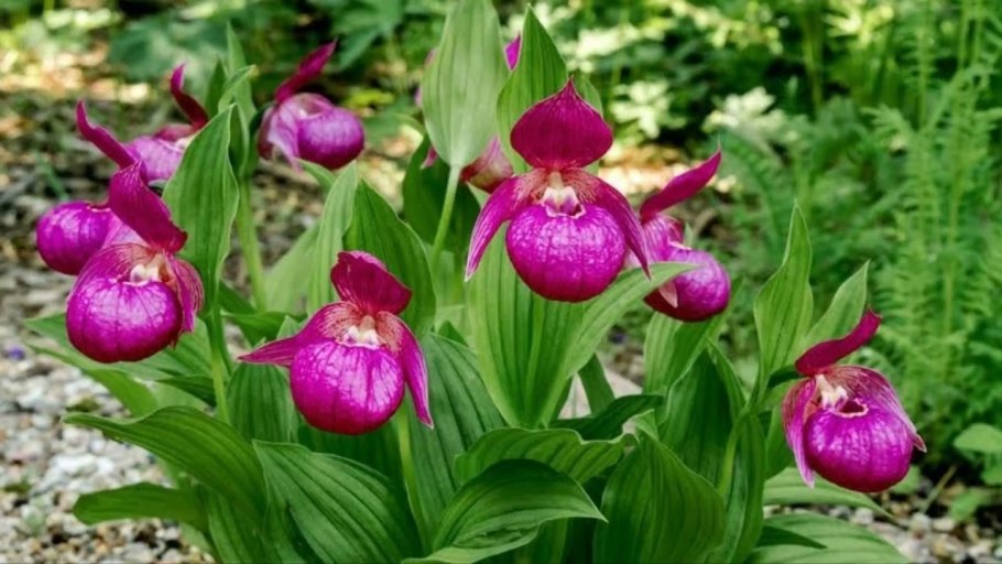 Пион тонколистный красная