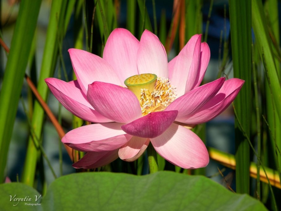 Венерин башмачок