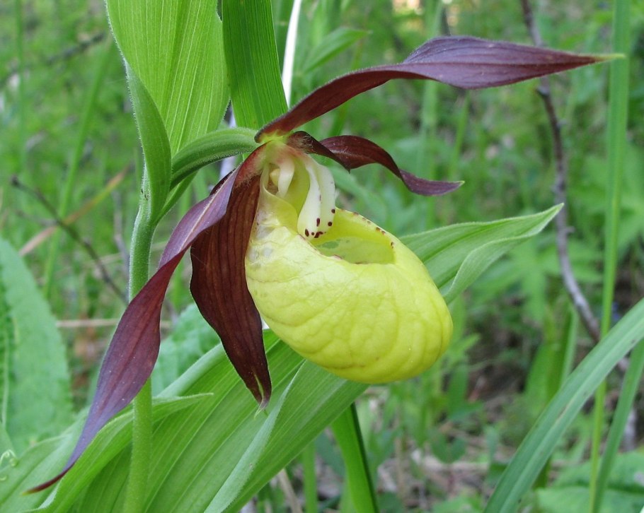 Лютик многолистный (Ranunculus polyphyllus)