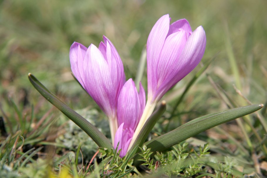 Брандушка разноцветная