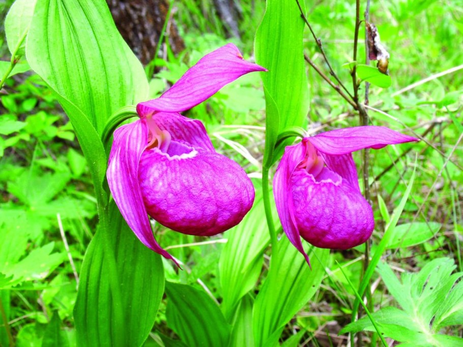 Орхидеи Подмосковья Венерин башмачок
