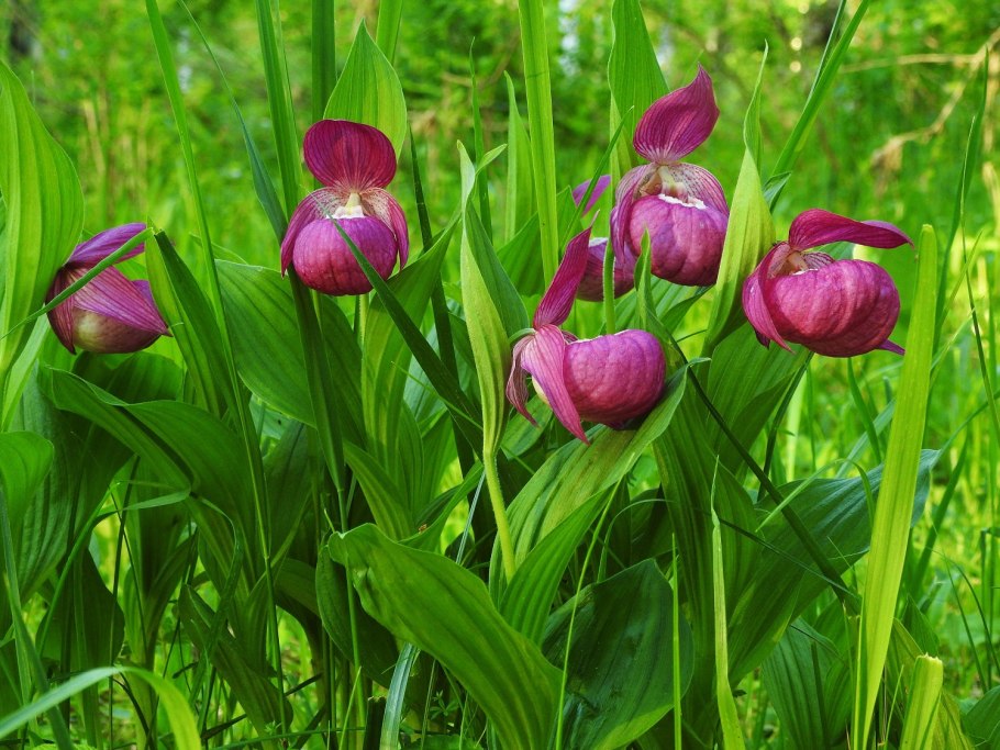 Растения из красная книга России книга