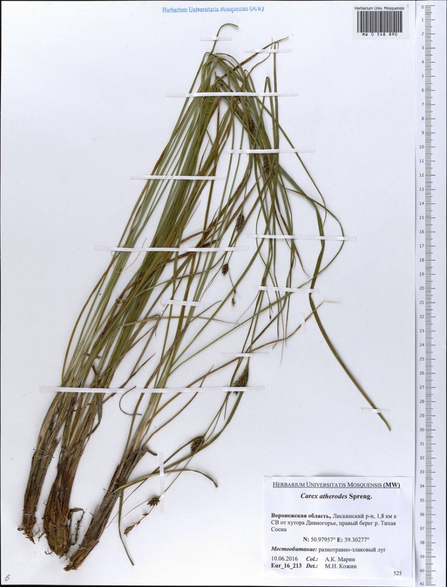 . Осока прямоколосая Carex atherodes Spreng.