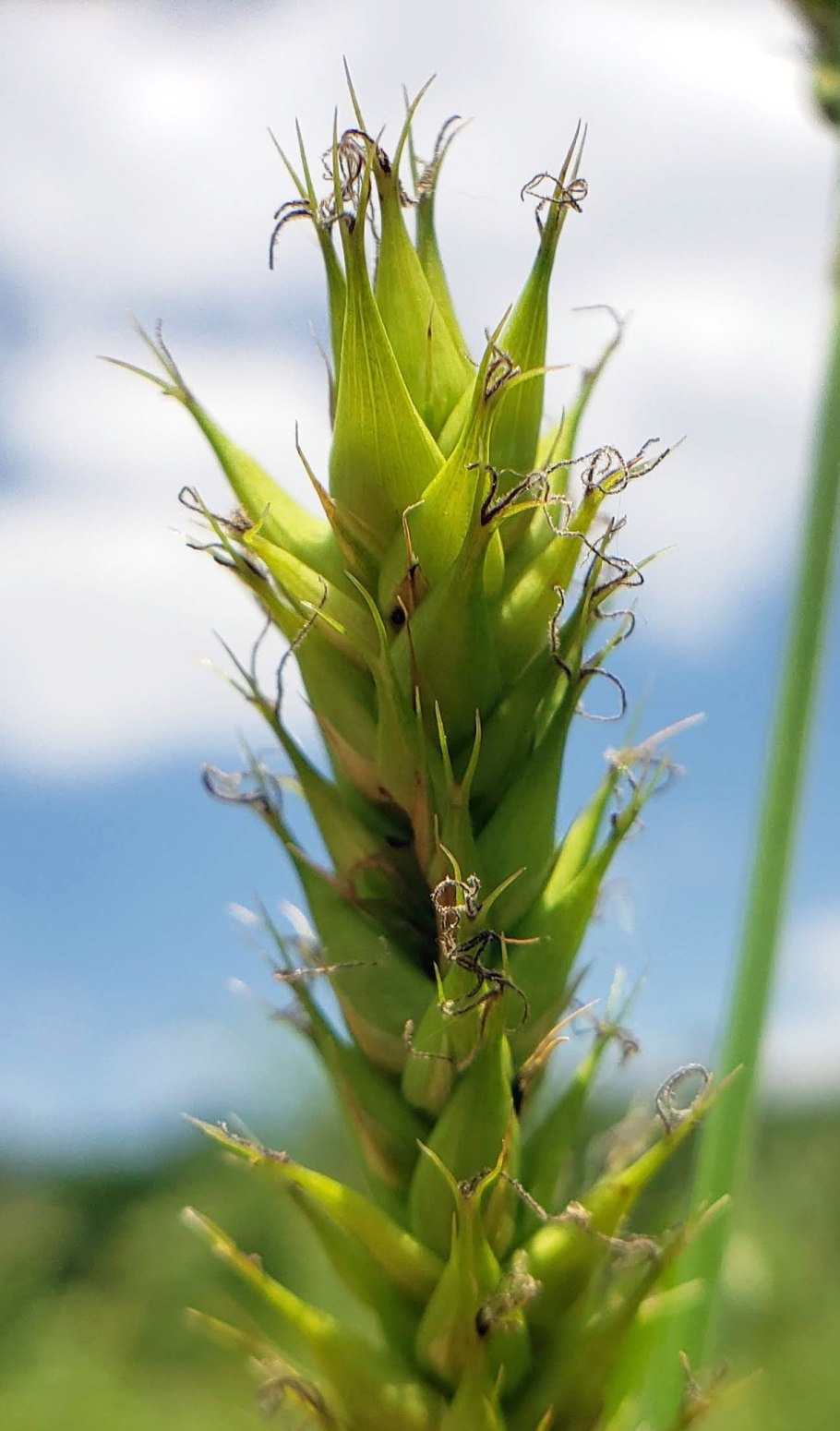 Carex acuta l. Осока острая