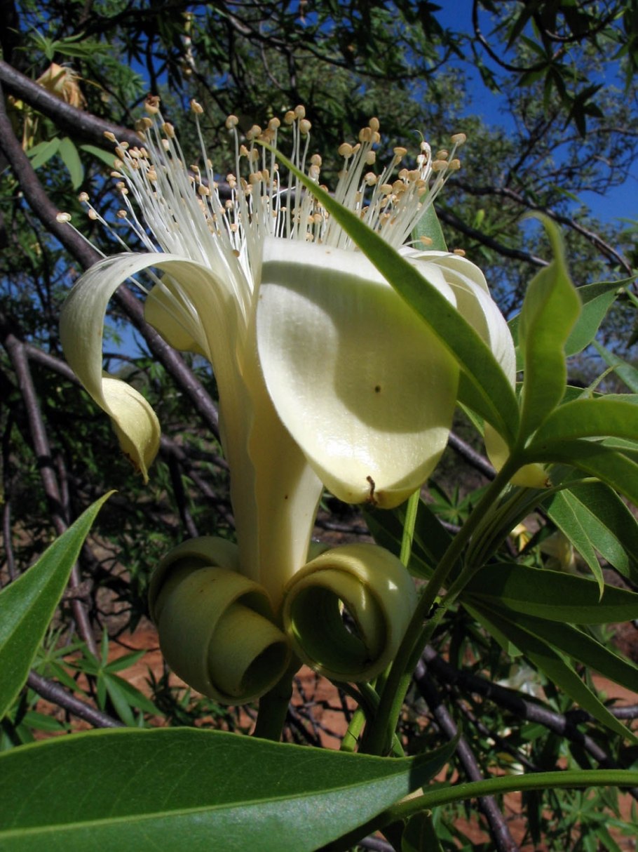 Aesculus californica
