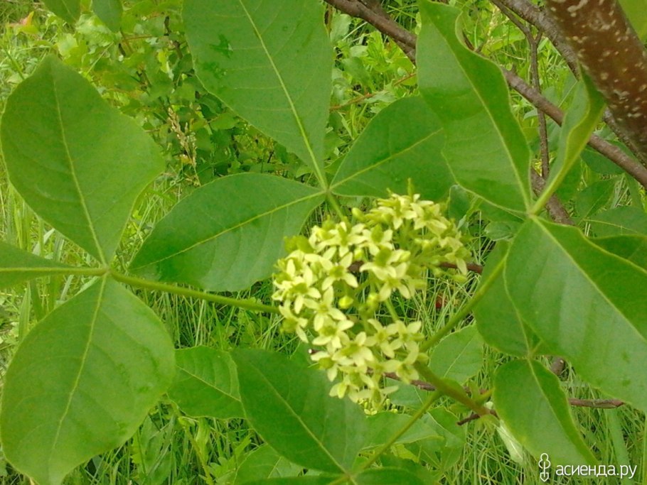 Акебия бобовник