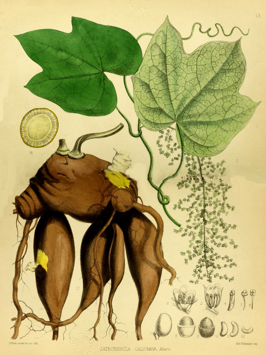 Ятеориза пальчатая плоды