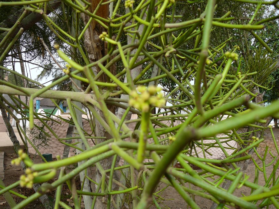 Белый фон однотонный