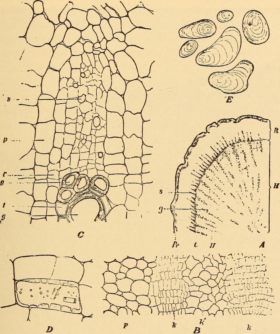 Filipendula (Филипендула) palmata Nana
