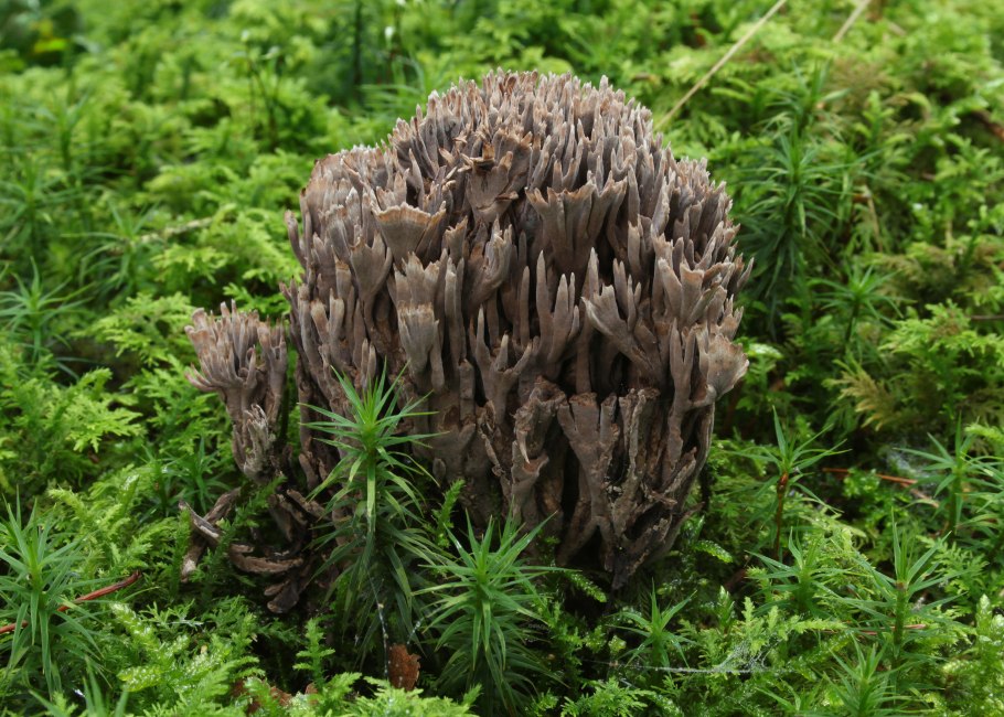 Бордюр метал. Серебро глянцевое 2,9х60