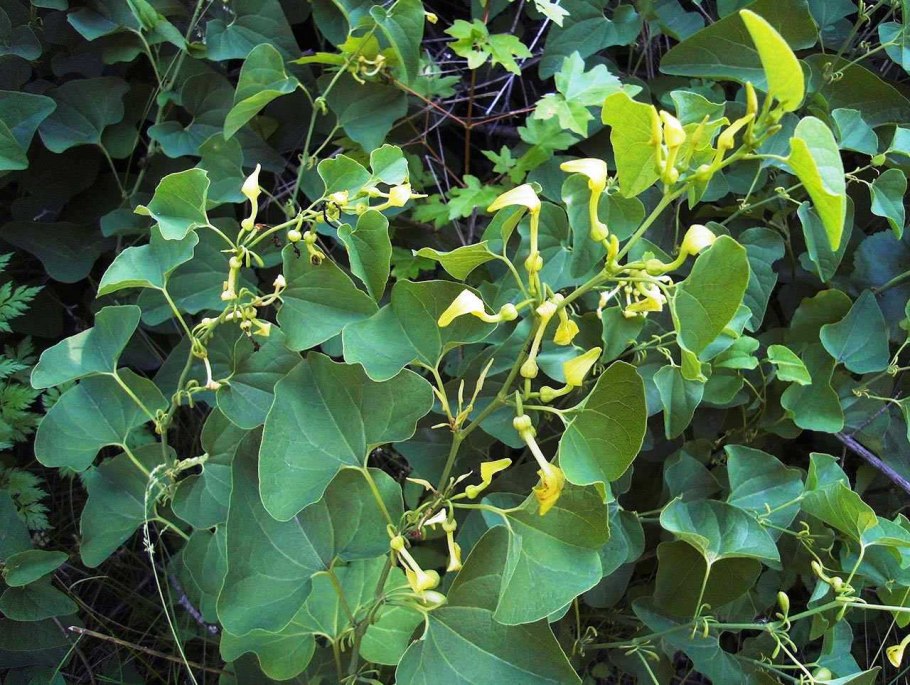 Ятрофа Куркас