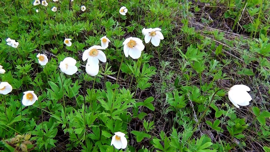 Малый ветренник