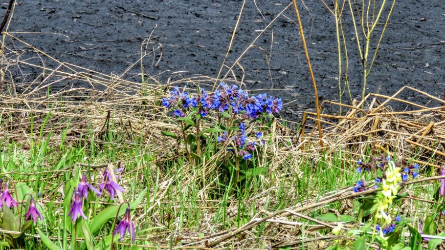 Анемонаструм Сибирский