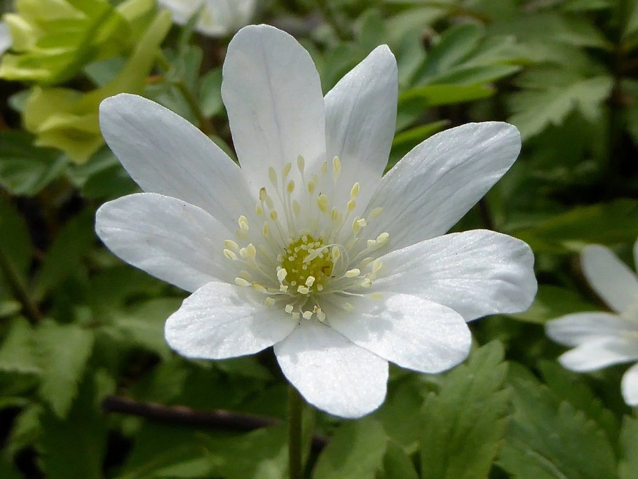 Anemonastrum crinitum