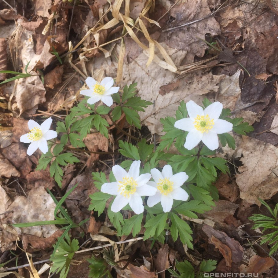 Федул ветренник