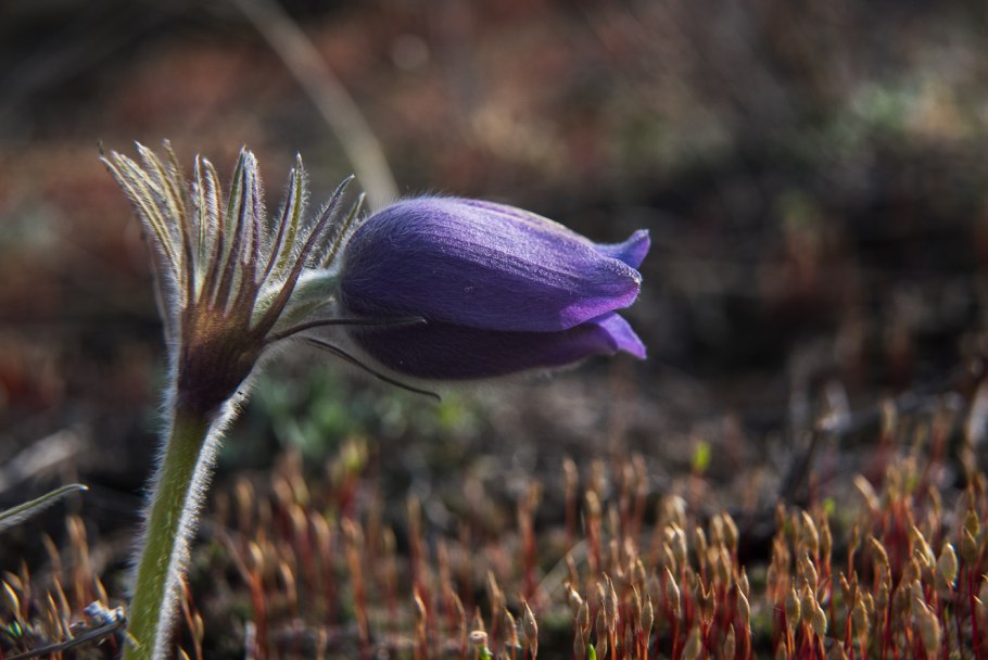 Anemonastrum crinitum