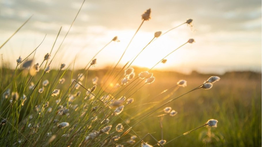 Ветреница анемона Лесная