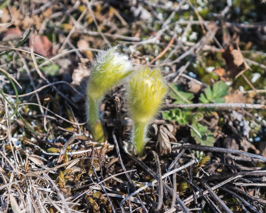 Лук семёнова