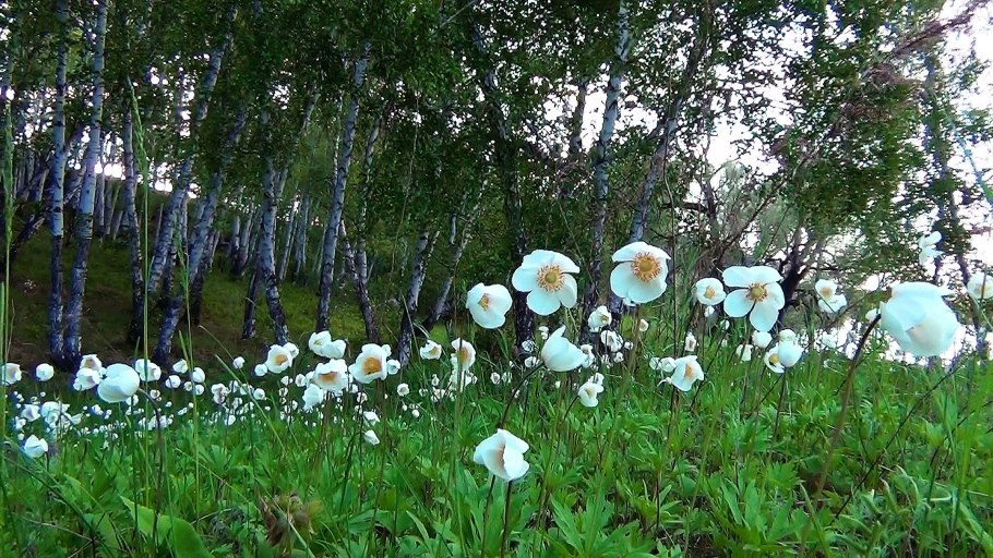 18 Апреля Федул ветреник