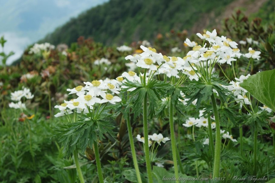 Ветреница Алтайская