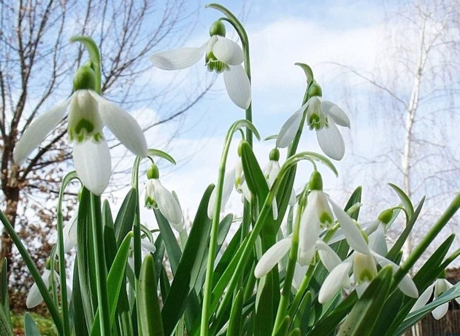 Жук семиточечник